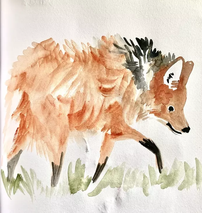 a watercolour sketch of a red maned wolf , The wolf is walking along with his head slightly down, looking to the side, his fur is reddish- brown and his legs are black 